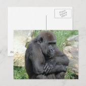 Carte postale Gorila Sitting (Devant / Derrière)