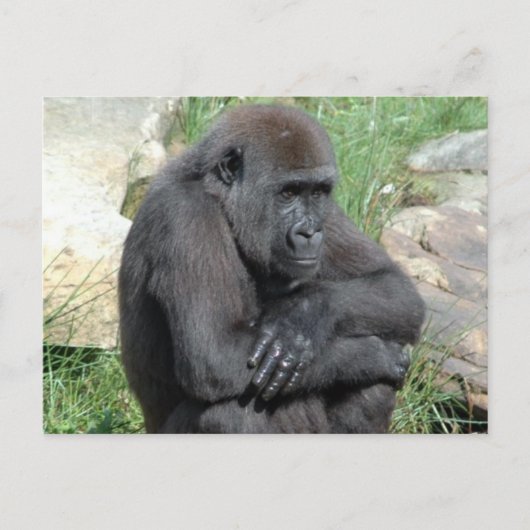 Carte postale Gorila Sitting (Devant)