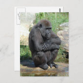 Carte postale Gorila Sitting (Devant / Derrière)