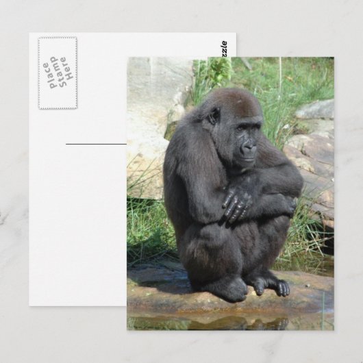 Carte postale Gorila Sitting (Devant / Derrière)