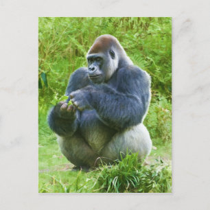 Carte postale Gorilla