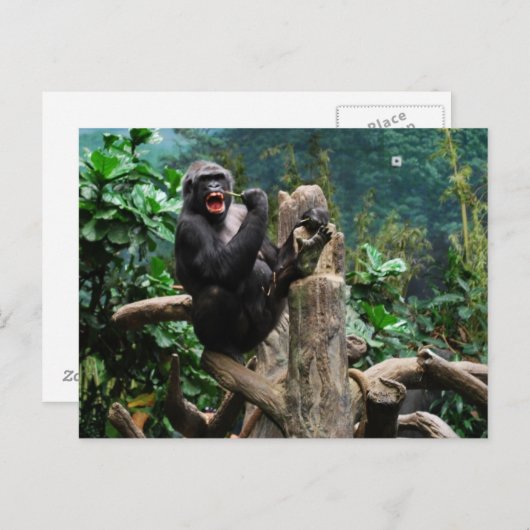 Carte Postale Gorilla (Devant / Derrière)