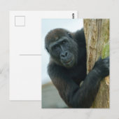 Carte Postale Gorilla (Devant / Derrière)