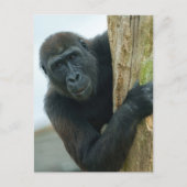 Carte Postale Gorilla (Devant)