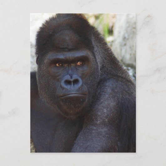 Carte Postale Gorilla (Devant)