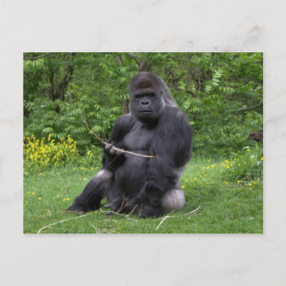 Carte Postale Gorilla