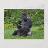 Carte Postale Gorilla (Devant)