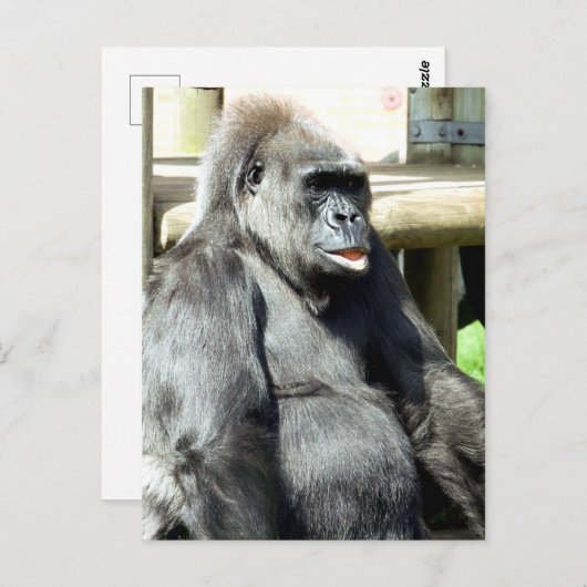 CARTE POSTALE GORILLA (Devant / Derrière)
