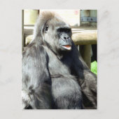 CARTE POSTALE GORILLA (Devant)