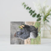 Carte postale Gorilla (Debout devant)