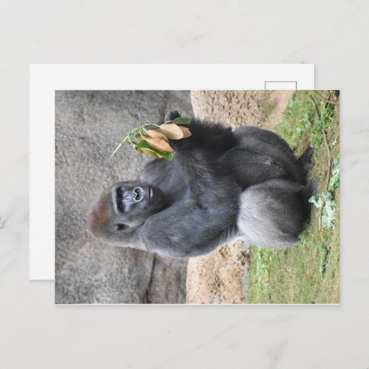Carte postale Gorilla (Devant / Derrière)