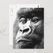 Carte Postale Gorilla (Devant / Derrière)