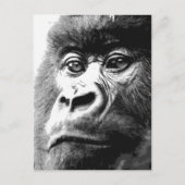 Carte Postale Gorilla (Devant)