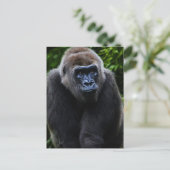 Carte Postale Gorilla (Debout devant)