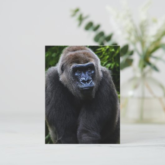 Carte Postale Gorilla (Debout devant)
