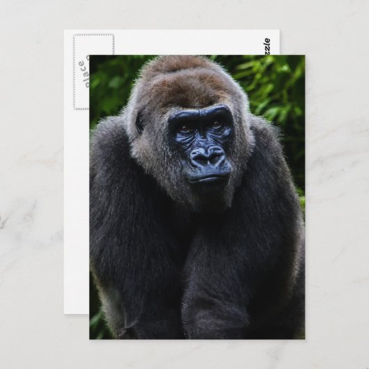 Carte Postale Gorilla (Devant / Derrière)
