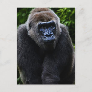 Carte Postale Gorilla