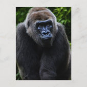 Carte Postale Gorilla (Devant)
