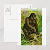 Carte Postale Gorilla (Devant / Derrière)