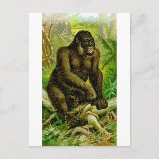 Carte Postale Gorilla (Devant)