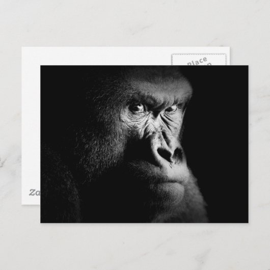 Carte Postale Gorilla (Devant / Derrière)