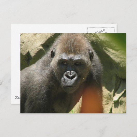 Carte postale Gorilla (Devant / Derrière)