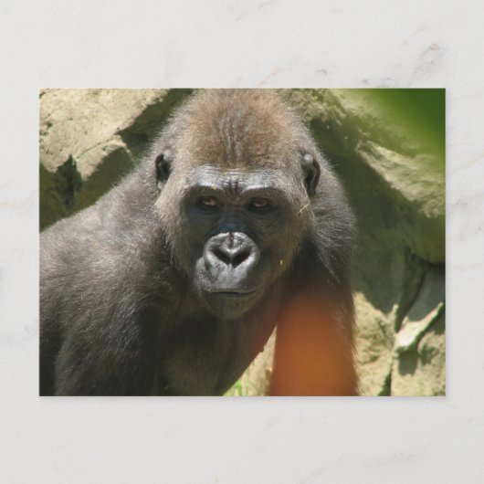 Carte postale Gorilla (Devant)