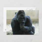 Carte Postale Gorilla (Devant / Derrière)