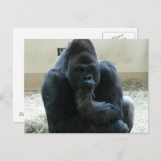 Carte Postale Gorilla (Devant / Derrière)