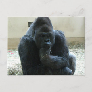 Carte Postale Gorilla
