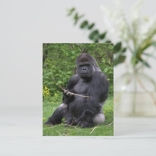 Carte Postale Gorilla (Debout devant)