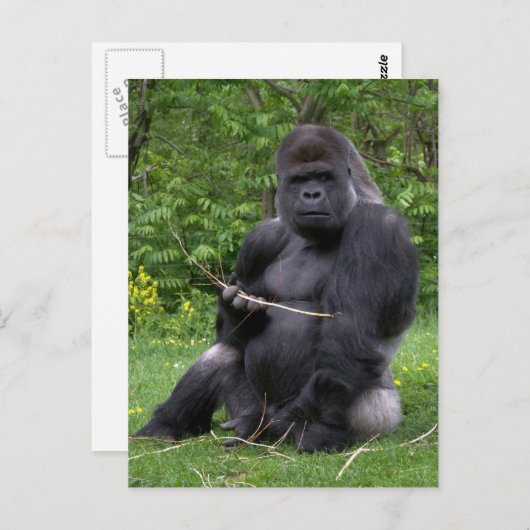 Carte Postale Gorilla (Devant / Derrière)