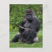 Carte Postale Gorilla (Devant)