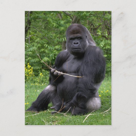 Carte Postale Gorilla (Devant)