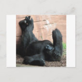 CARTE POSTALE GORILLA (Devant)