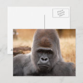 Carte Postale Gorilla_018 (Devant / Derrière)