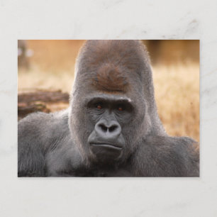 Carte Postale Gorilla_018