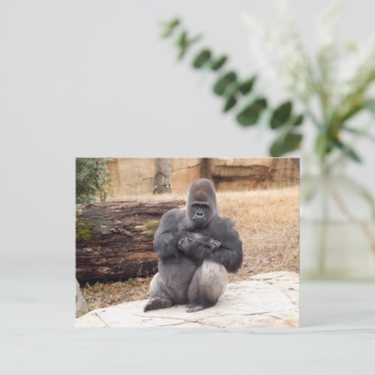 Carte Postale Gorilla_019 (Debout devant)