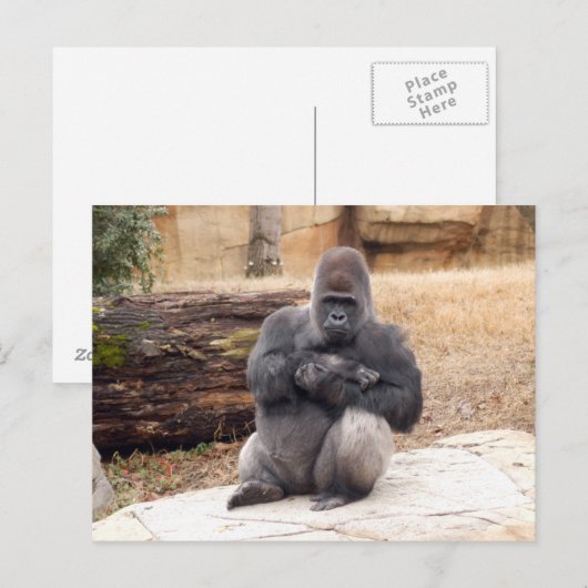 Carte Postale Gorilla_019 (Devant / Derrière)