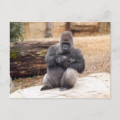 Carte Postale Gorilla_019 (Devant)