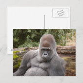 Carte Postale Gorilla_021 (Devant / Derrière)