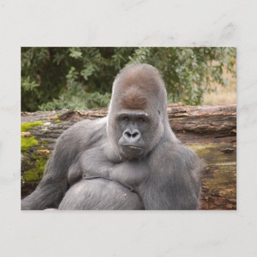 Carte Postale Gorilla_021 (Devant)