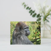 Carte Postale Gorilla adulte (Debout devant)
