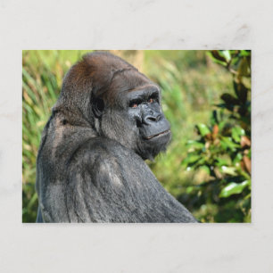 Carte Postale Gorilla adulte
