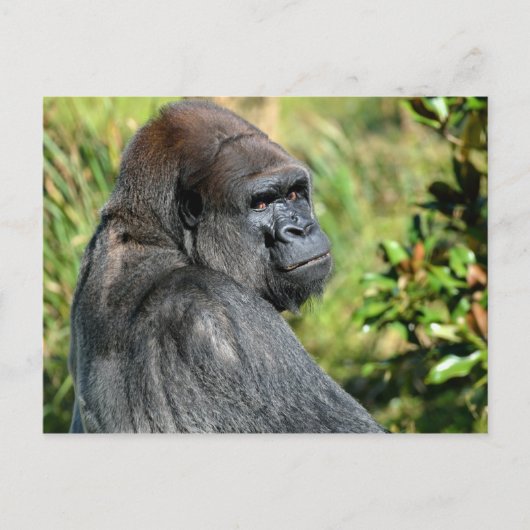 Carte Postale Gorilla adulte (Devant)