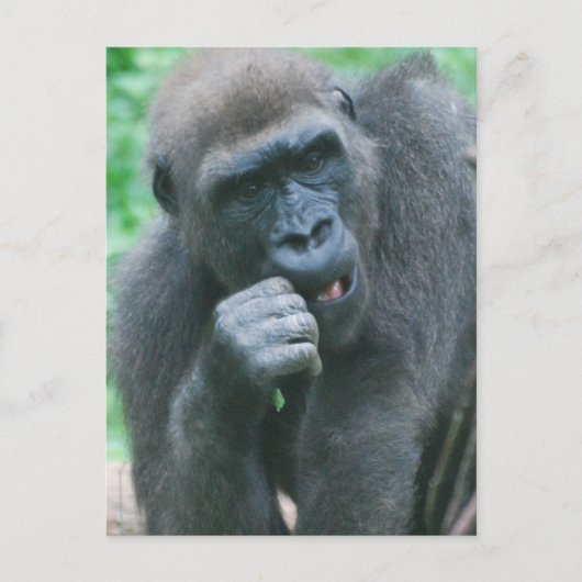 Carte postale Gorilla affamée (Devant)