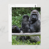 Carte Postale Gorilla Ape Primate Faune Animale Photo (Devant / Derrière)