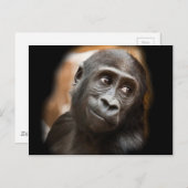 Carte Postale Gorilla Baby souriant (Devant / Derrière)