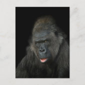 Carte Postale Gorilla Biddy (Devant)