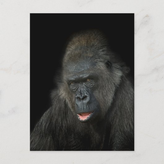 Carte Postale Gorilla Biddy (Devant)